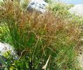 Juncus trifidus